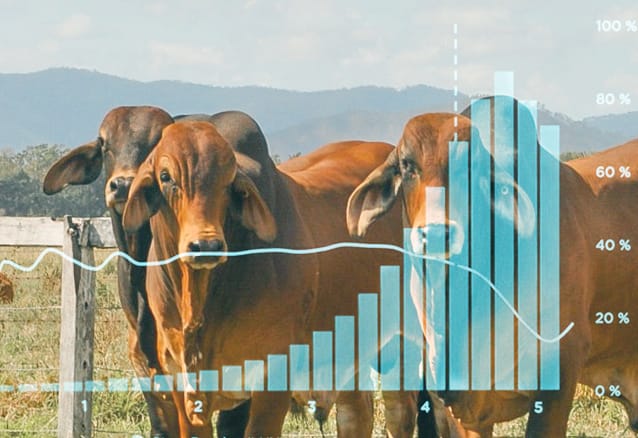 Do you have what it takes to become a Social Influencer for the Cattle Industry?