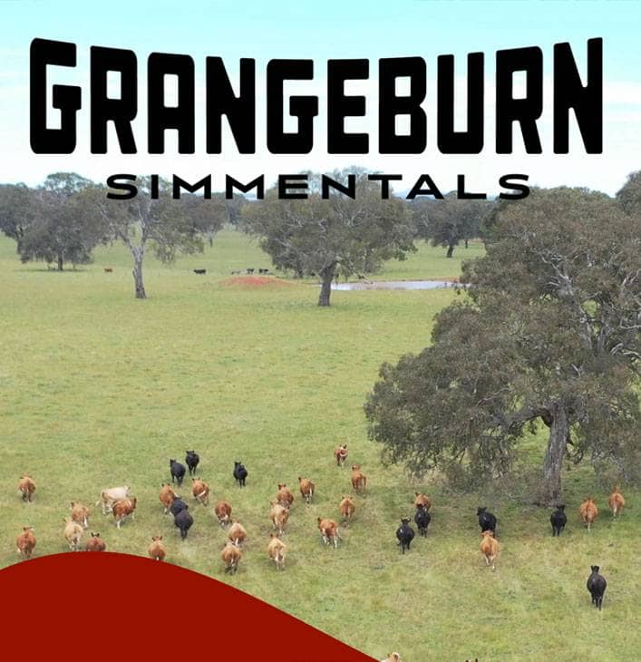 Grangeburn 2023 Bull Catalogue