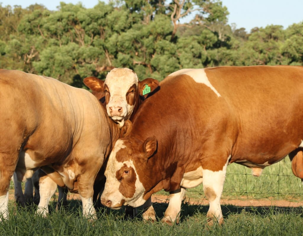 Simmental Bulls for Sale in QLD Australia - Nominate your Simmental Stud