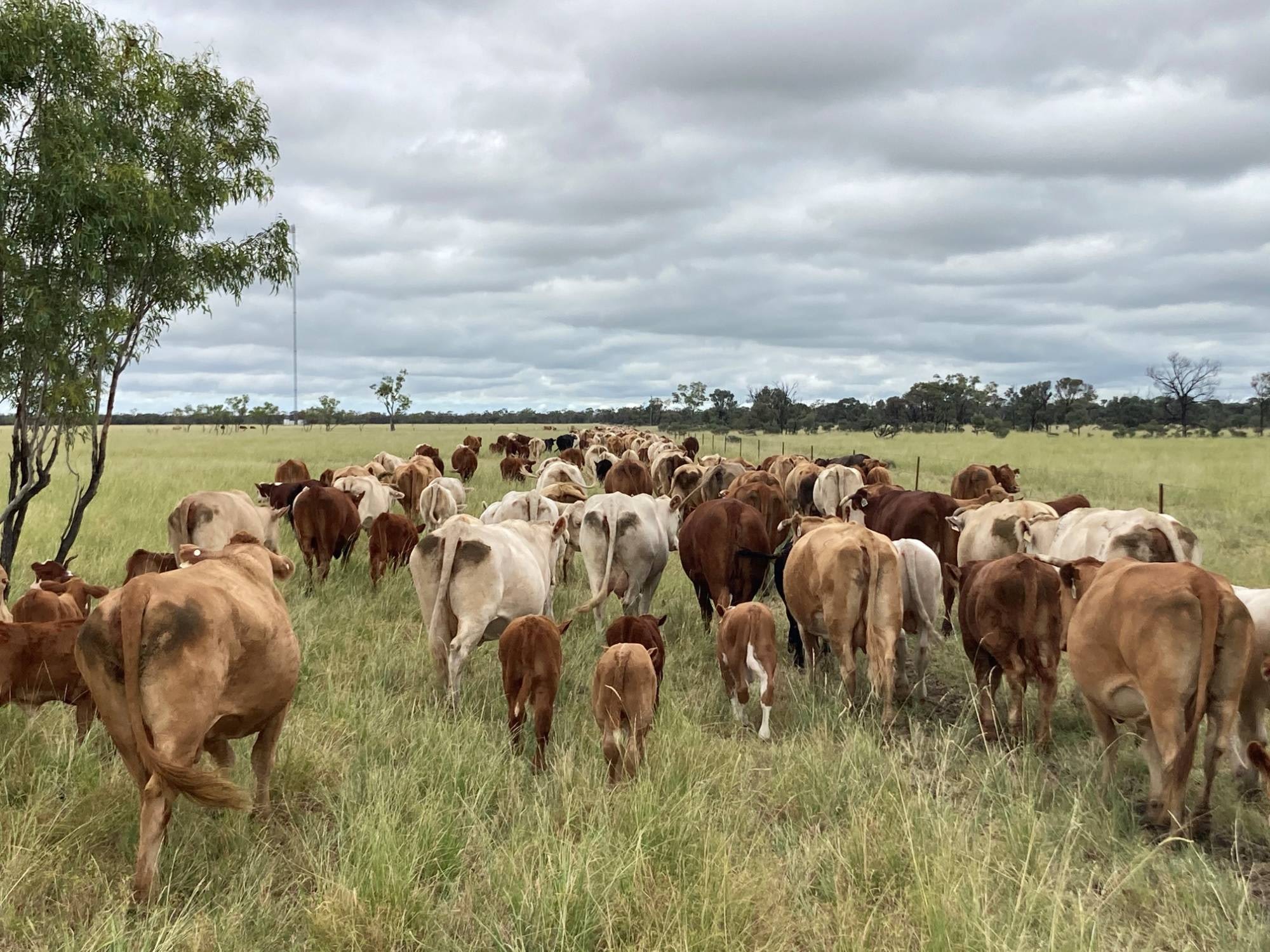 Ben Simpson, Thistlebank Grazing, finds success with Simmental bulls from the Queensland Simmental Bull Sale in his commercial beef operation at Aramac.