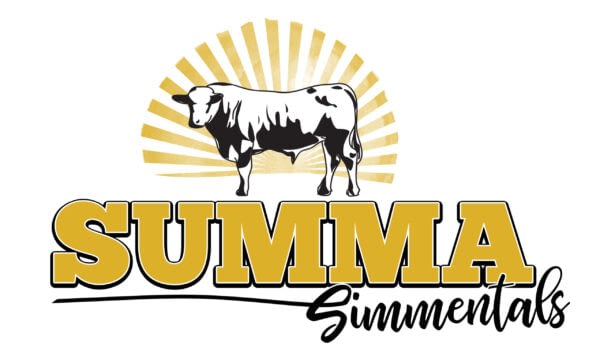 summa simmentals -Simmental Cattle