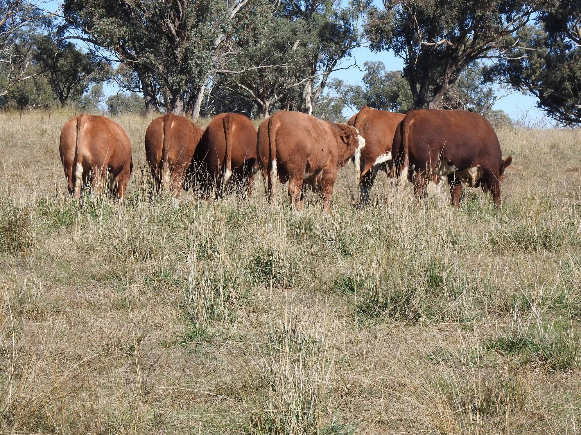 Queensland Simmental Bull Sale welcomes well known Barana Simmental Stud and up and coming Glenanna Simmentals in 2024